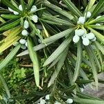 Podocarpus macrophyllus Fruct