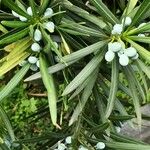 Podocarpus macrophyllus 果