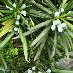 Podocarpus macrophyllus Ffrwyth