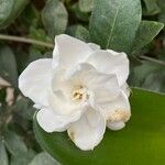 Gardenia jasminoides 花