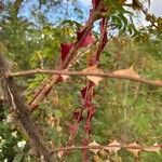 Rosa sericea Bark