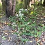 Symphyotrichum lateriflorum Virág