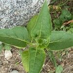 Mirabilis longiflora পাতা