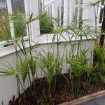 Cyperus alternifolius পাতা