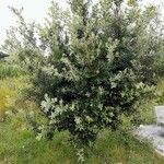 Quercus ilex Habitat