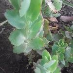 Kalanchoe laxiflora Leaf