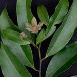 Guatteria australis Fleur