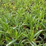 Carpobrotus glaucescens Lehti