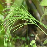 Psilotum nudum Buveinė