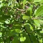 Vaccinium membranaceum List