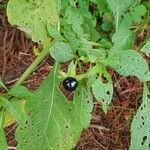 Atropa bella-donna Foglia