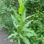 Dipsacus fullonumLeaf