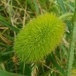 Cucumis dipsaceus Frucht