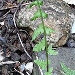 Dryopteris fragrans Folha