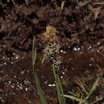 Carex paysonis Fruto