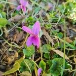 Viola odorata Fleur