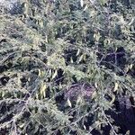 Senegalia senegal Хабит