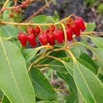 Agarista salicifolia Flor