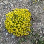 Odontarrhena muralis Flower