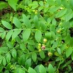 Polemonium reptansBlomma