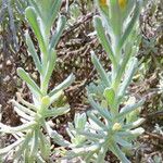 Helichrysum trilineatum ᱵᱟᱦᱟ
