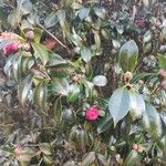 Camellia japonica Кветка