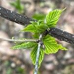 Rhodotypos scandens 葉