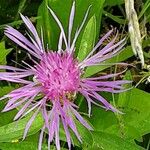 Centaurea nervosa Blomst