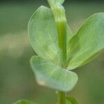 Linaria triphylla Hostoa