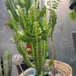 Euphorbia lactea Листок