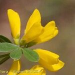 Genista monspessulana Máis