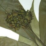 Ticorea longiflora Otro