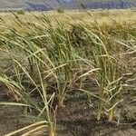 Typha orientalis Leaf