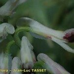 Fumaria bicolor 花