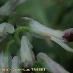 Fumaria bicolor Fleur