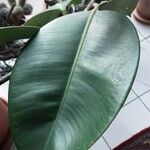 Ficus elastica Лист