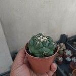 Coryphantha elephantidensЛист