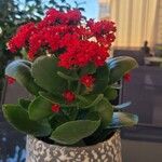 Kalanchoe crenataFlor