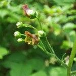 Scrophularia alpestris Flower