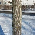 Koelreuteria paniculata Bark