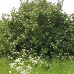 Crataegus germanica ഇല