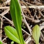 Valerianella eriocarpa Blatt