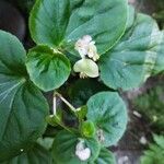 Begonia hirtellaBlomma