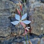 Oenothera lindheimeriফুল