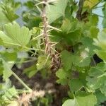 Ribes uva-crispa Bark