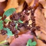 Hypericum hirsutum Frucht