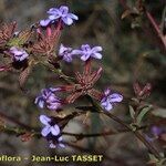 Plumbago europaea Flor