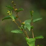 Waltheria indica Other