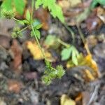 Sanicula canadensis Fruit