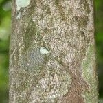 Trymatococcus oligandrus Кора